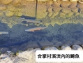 LINE_ALBUM_112年高雄市土木技師公會-日本黑部立山_230629_60